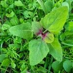 Chenopodium giganteum برگ