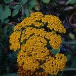 Achillea filipendulina Квітка