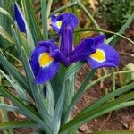 Iris xiphium Květ