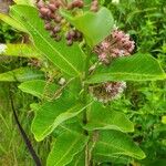 Asclepias sullivantii Листок