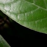Psychotria marginata Hoja