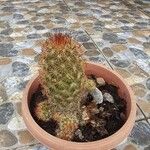 Echinocereus dasyacanthus Лист