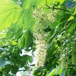 Acer spicatum Blatt