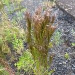 Schizachyrium microstachyum Floare
