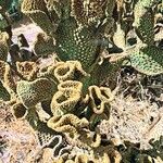 Opuntia microdasys Лист