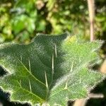 Solanum mammosum Leaf