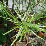 Phyllarthron bernierianum