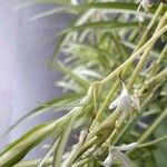 Chlorophytum comosum Цветок