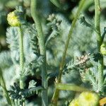 Santolina villosa Hoja