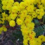 Acacia terminalis फूल