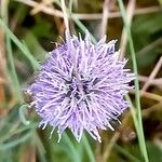 Globularia bisnagarica Fiore