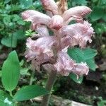 Orobanche caryophyllaceaFiore