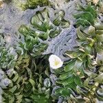 Elodea densa 花