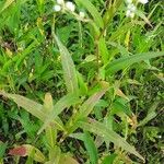 Persicaria punctata ഇല