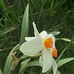 Narcissus tazetta Kwiat