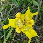 Cypella herbertii Flor