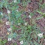 Lobularia maritima Yeri