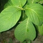 Hydrangea macrophyla HortensiaFolla