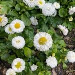 Bellis rotundifolia Flower