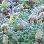 Onosma sangiasensis Fleur