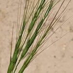 Aegilops triuncialis 果