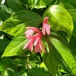 Dianthera candicans Flower