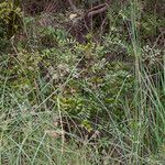 Cyperus longus Hábito
