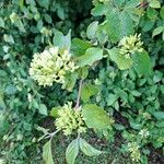 Cornus amomum 花