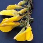 Genista pilosa Flower