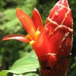 Costus pulverulentus Fleur