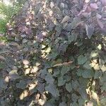 Cercis canadensis Облик