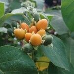 Solanum abutiloides Fruit