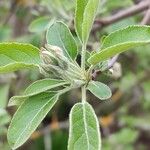 Malus toringo Blüte