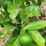 Citrus × aurantiifolia Folha