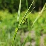 Carex pallescens Kukka