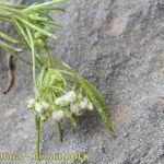 Galium setaceum अन्य