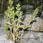 Mimetanthe pilosa Habit
