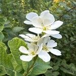 Exochorda racemosaKukka