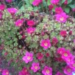 Saxifraga praetermissa Flower