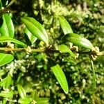 Buxus sempervirens Іншае