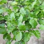 Nothofagus antarctica পাতা