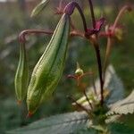 Impatiens glandulifera Φρούτο