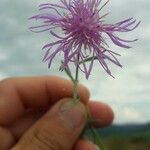 Centaurea paniculataКвітка