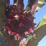 Ensete ventricosum Flor