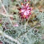 Platycapnos spicata 花