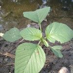 Amaranthus retroflexus Leaf