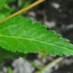 Croton lundianus Leaf