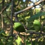 Schrebera alata Fruit