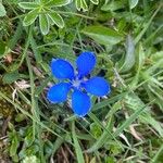 Gentiana brachyphyllaFlower