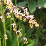 Thalictrum alpinum Fiore